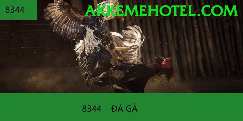 Đá Gà Trực Tiếp - 166bet